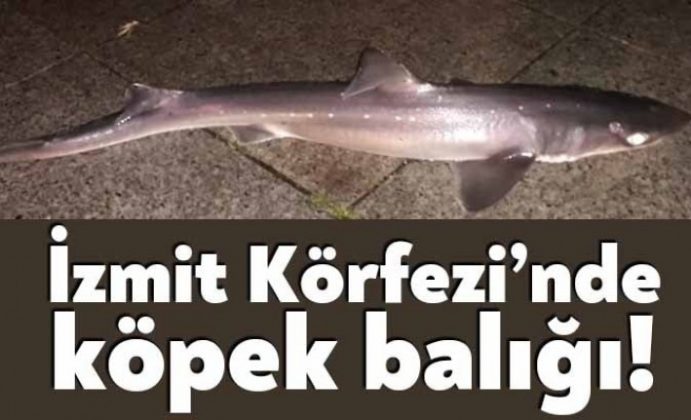 Izmit Korfezi Nde Kopek Baligi