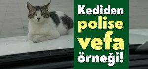 Kocaeli’de kediden polise vefa örneği!