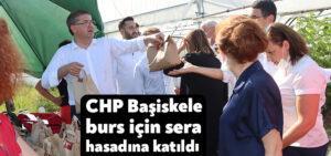 CHP Başiskele burs için sera hasadına katıldı
