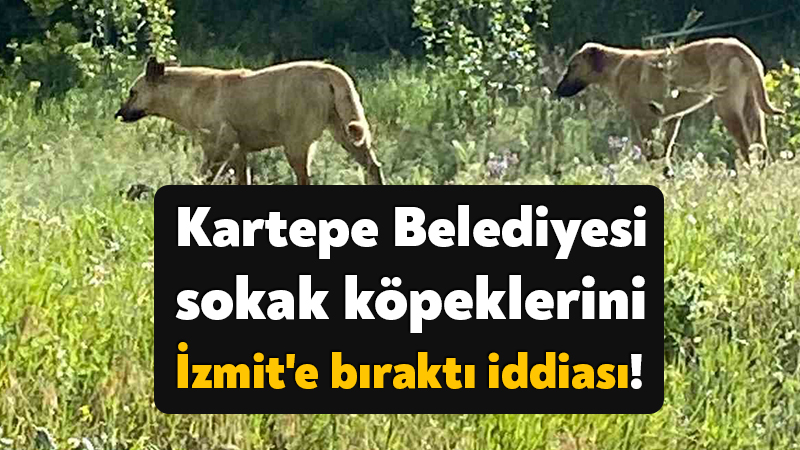 Kartepe Belediyesi sokak köpeklerini İzmit’e bıraktı iddiası!